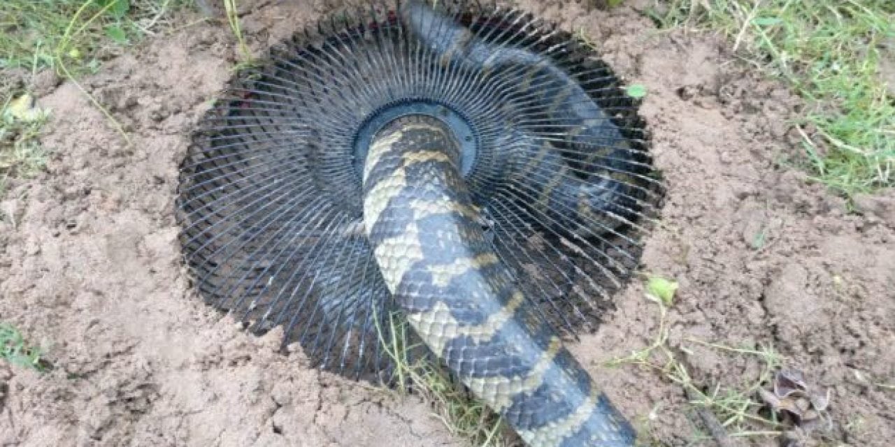 Young Girl Catches Huge Snake with Genius DIY Snake Trap