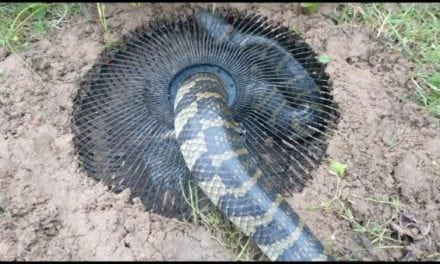 Young Girl Catches Huge Snake with Genius DIY Snake Trap