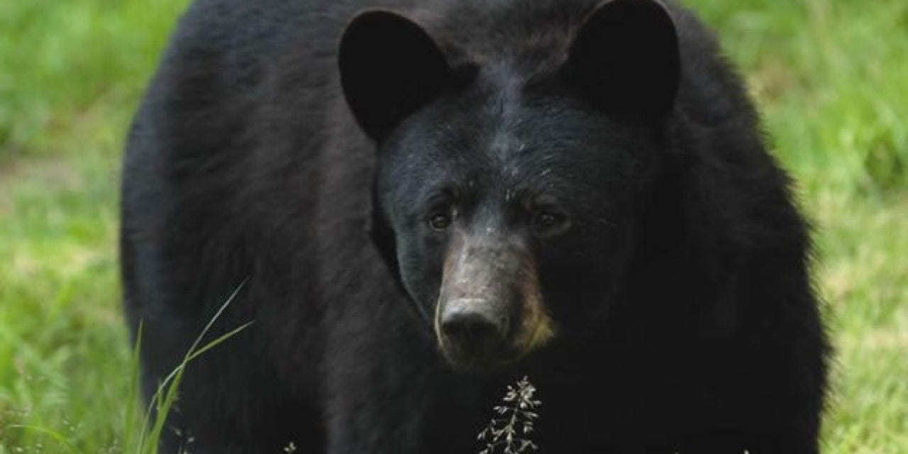 123 Bears Killed, 2 Protesters Arrested in New Jersey Black Bear Hunt