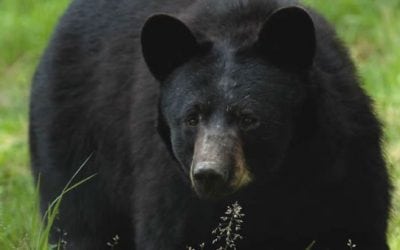 123 Bears Killed, 2 Protesters Arrested in New Jersey Black Bear Hunt