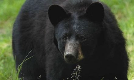 123 Bears Killed, 2 Protesters Arrested in New Jersey Black Bear Hunt