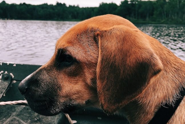 5 Common Squirrel Dogs Used for Hunting ⋆ Outdoor