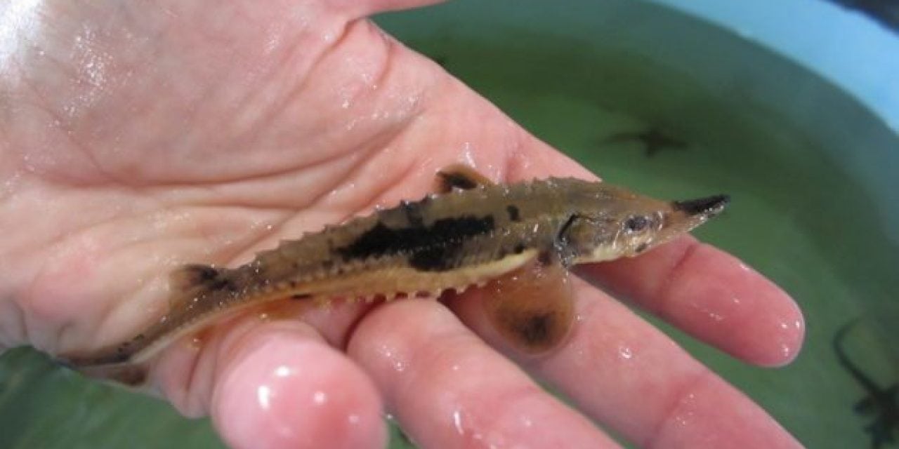 6,000 Lake Sturgeon Stocked to Restore Population in Michigan