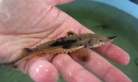 6,000 Lake Sturgeon Stocked to Restore Population in Michigan