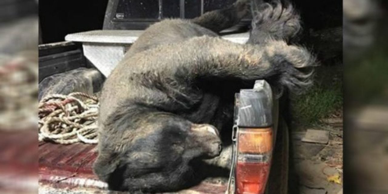 673-Pound Black Bear May Be New Georgia State Record