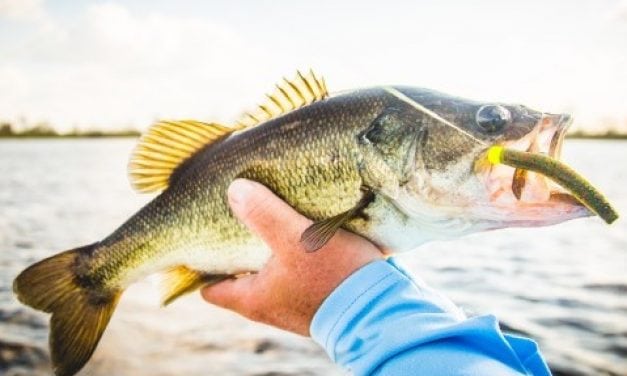 8 Most Common Ned Rig Mistakes