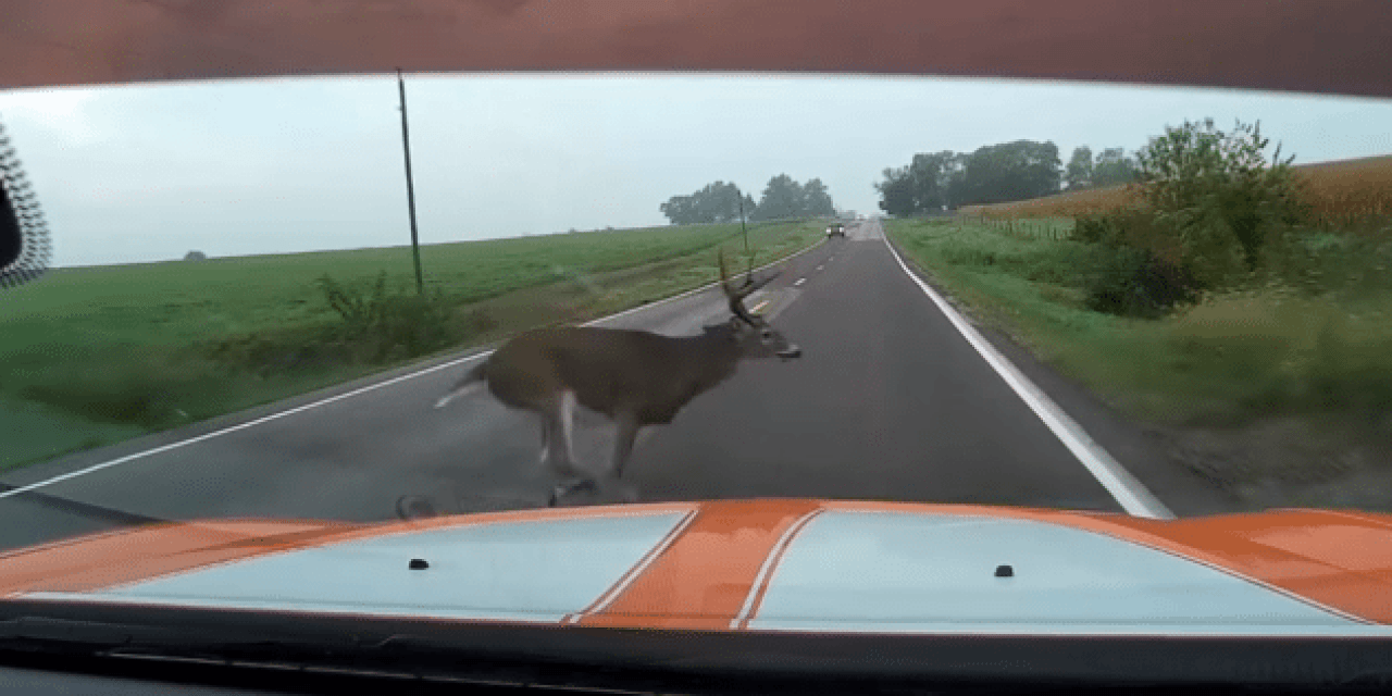 A Deer Comes Out of Nowhere and Totals a Dodge Charger