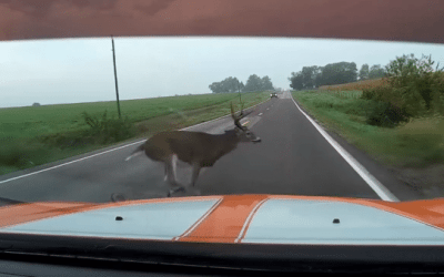 A Deer Comes Out of Nowhere and Totals a Dodge Charger