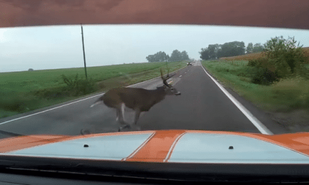 A Deer Comes Out of Nowhere and Totals a Dodge Charger