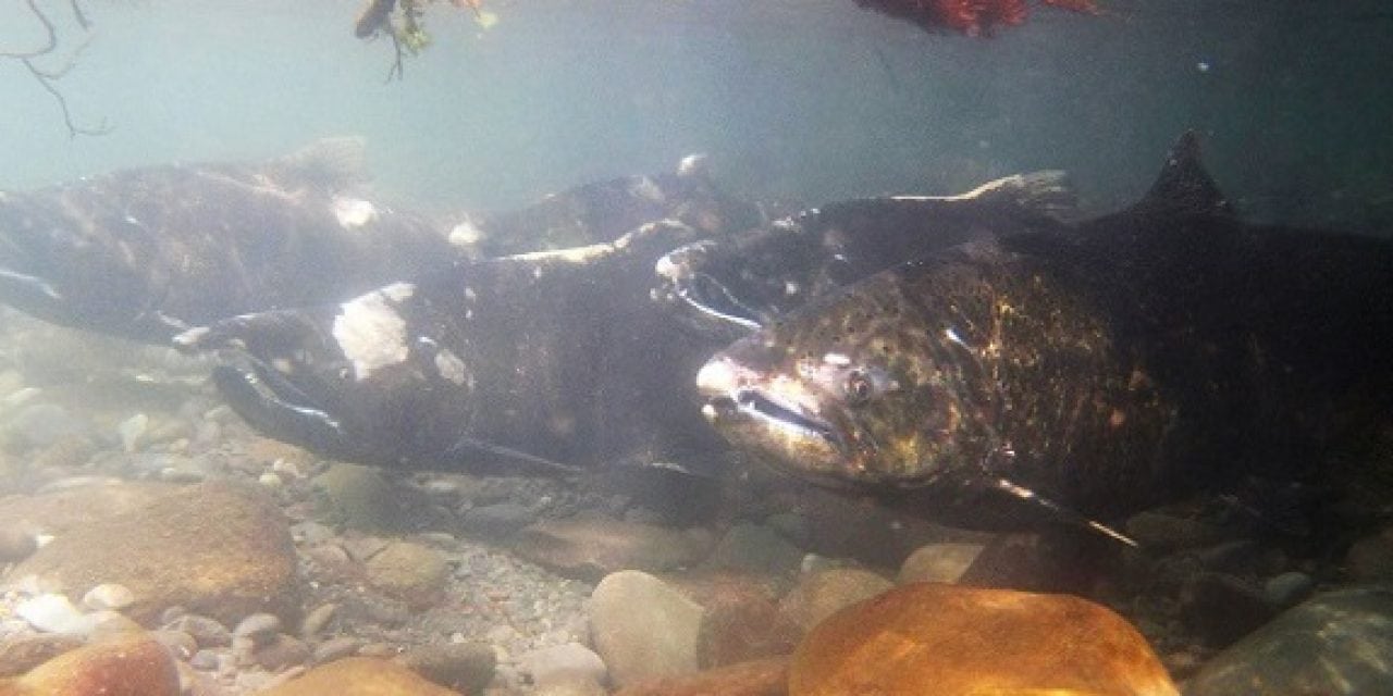 A new NOAA Fisheries program monitors salmon habitat in Puget Sound