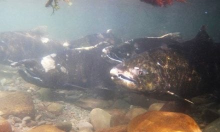 A new NOAA Fisheries program monitors salmon habitat in Puget Sound