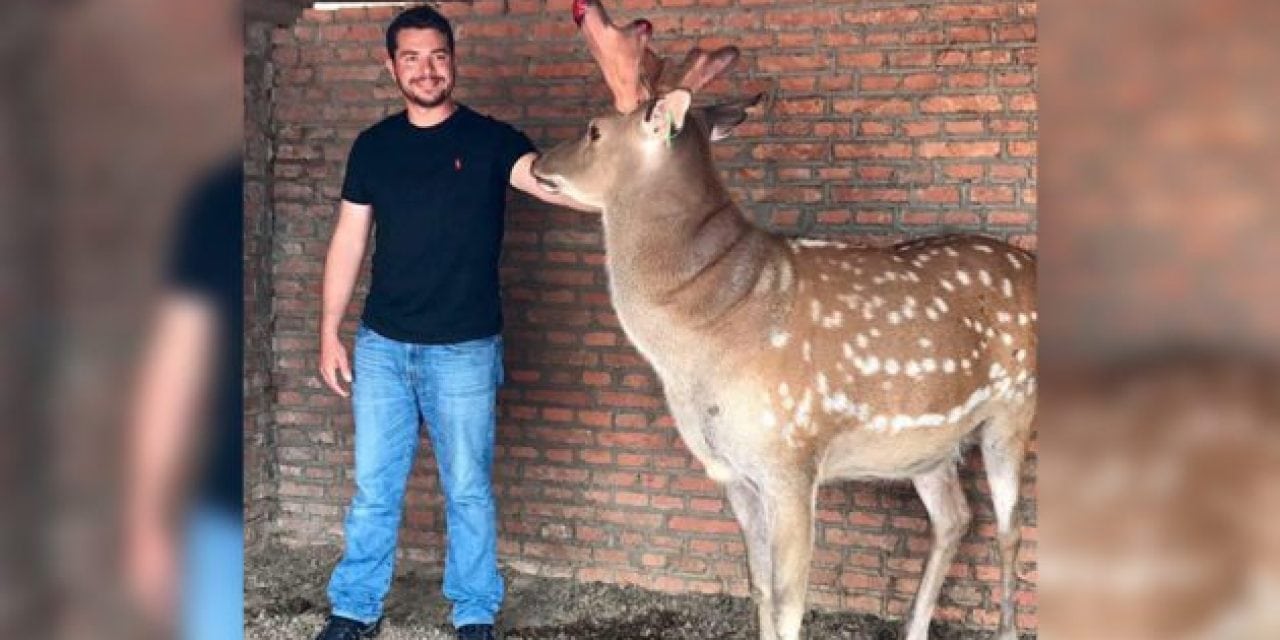 A Vet Creates a Hybrid Between a Sika and Elk in China