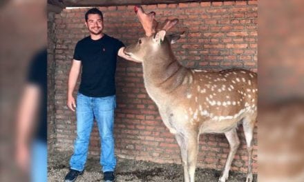 A Vet Creates a Hybrid Between a Sika and Elk in China