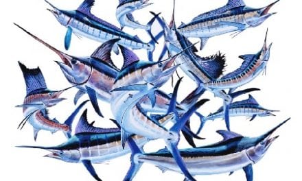 Angler Backed Billfish Conservation Act Passes U.S. Senate