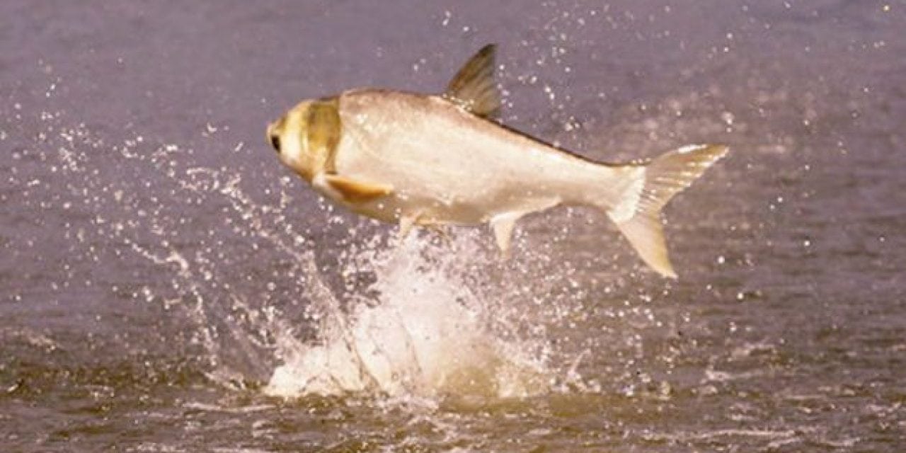 Arkansas Lake to Combat Asian Carp with Commercial Fishing