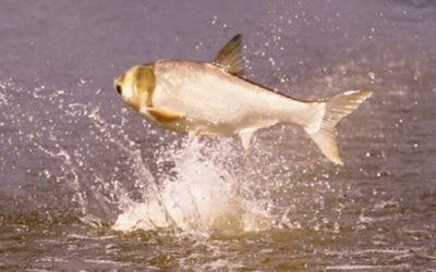 Arkansas Lake to Combat Asian Carp with Commercial Fishing