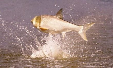 Arkansas Lake to Combat Asian Carp with Commercial Fishing