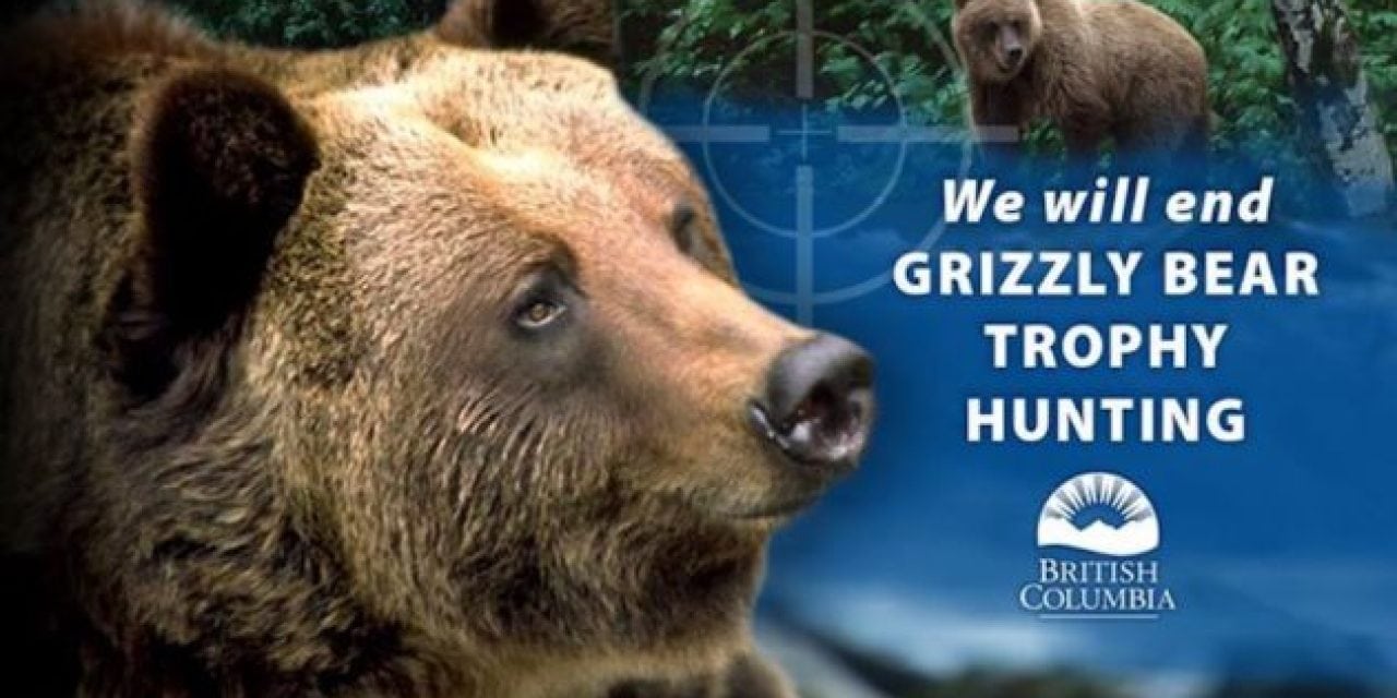 B.C. Ending Trophy Grizzly Hunting Due To Negative Political Poll Numbers