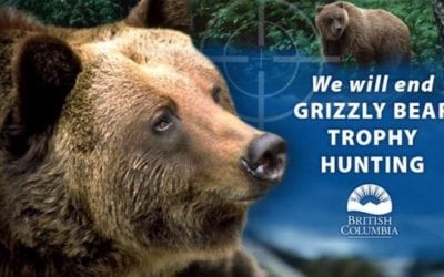 B.C. Ending Trophy Grizzly Hunting Due To Negative Political Poll Numbers