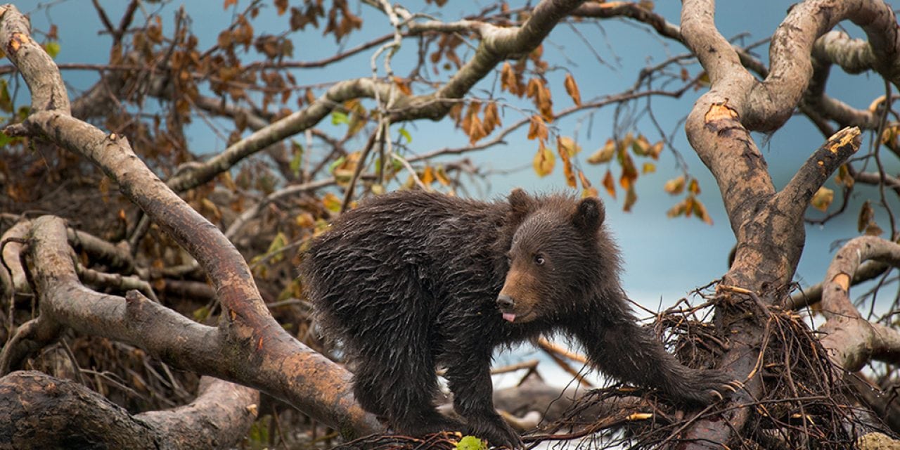 Behind The Shot: Cub’s Play