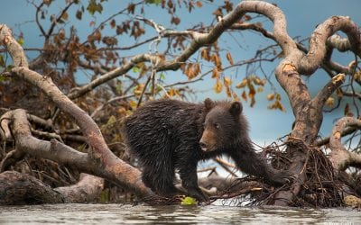 Behind The Shot: Cub’s Play