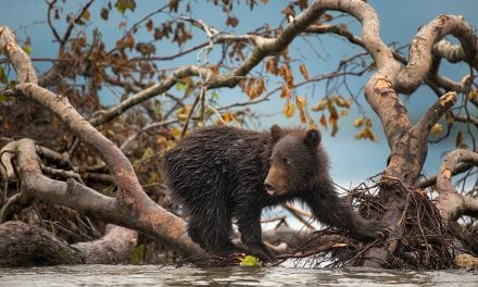 Behind The Shot: Cub’s Play