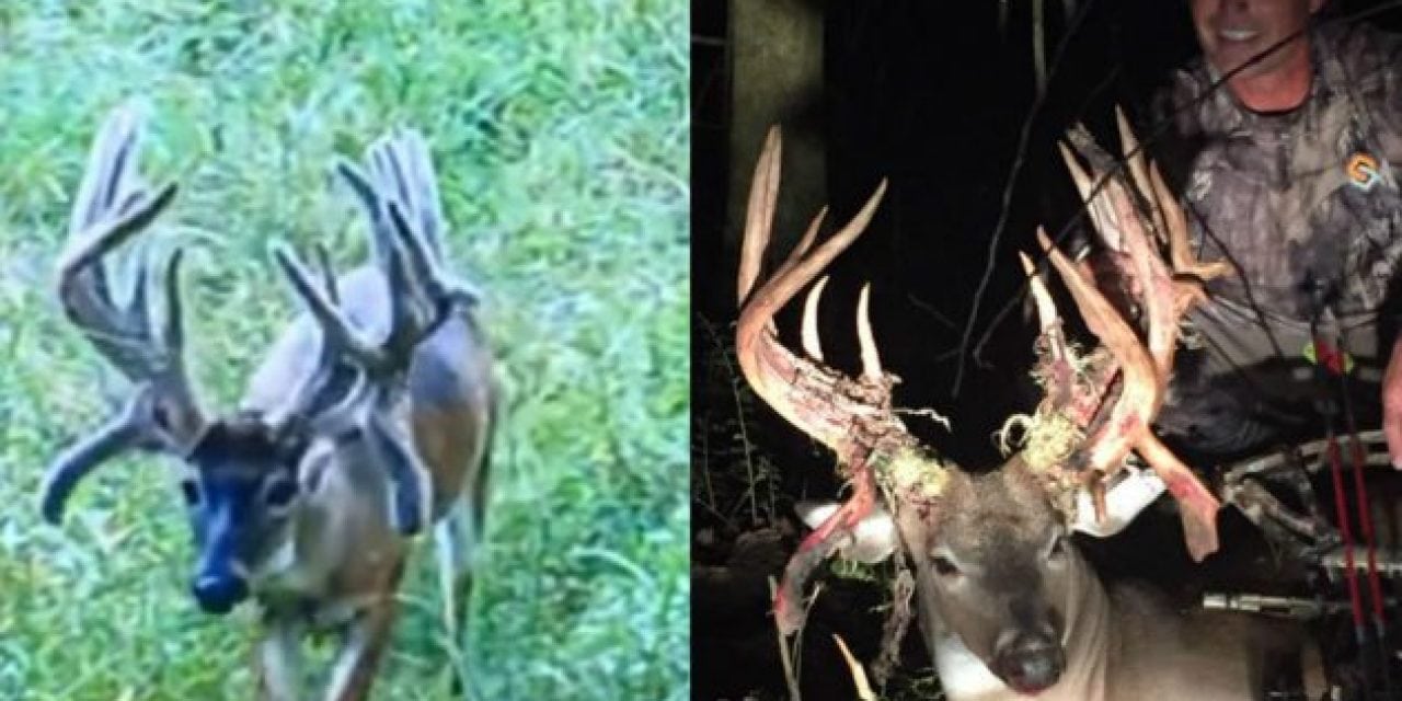 Big Buck Down: Louisiana Dentist Arrows Potential State Record Non-Typical Whitetail