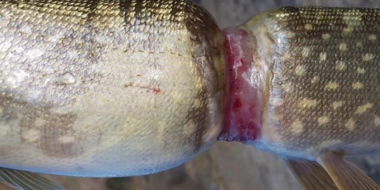 Can You Guess What Caused This Crazy Pike Deformity?