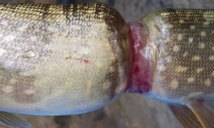 Can You Guess What Caused This Crazy Pike Deformity?
