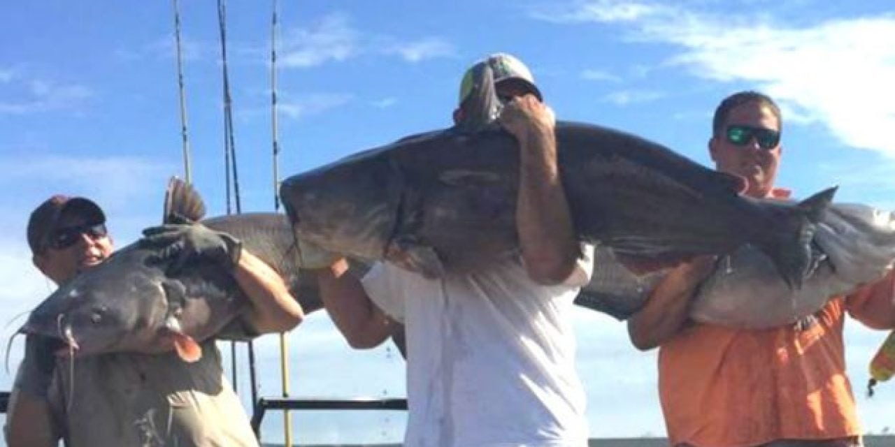 Catfish Tournament Smashes All-Time Weight Record