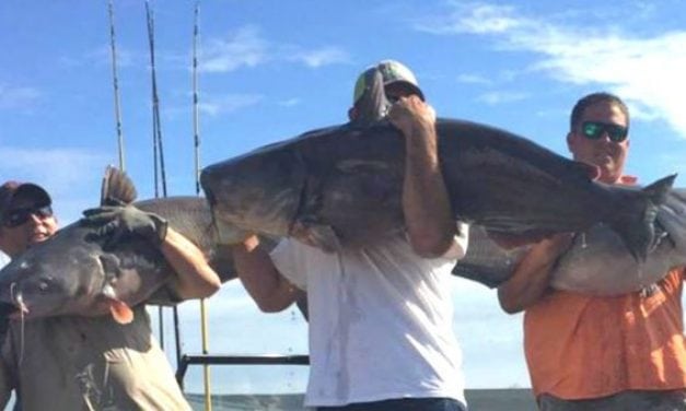 Catfish Tournament Smashes All-Time Weight Record