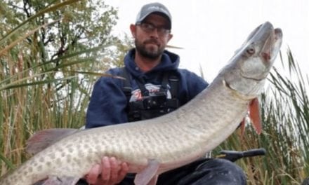 Crappie Angler Catches Big Musky on 6-Pound-Test Line and Ultralight Crappie Rod