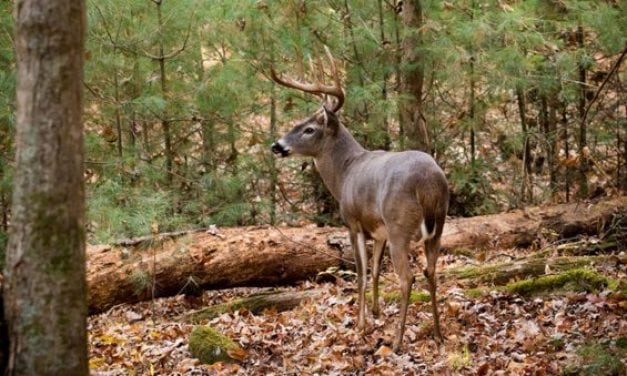 Deer Season is Here, Are You Ready?