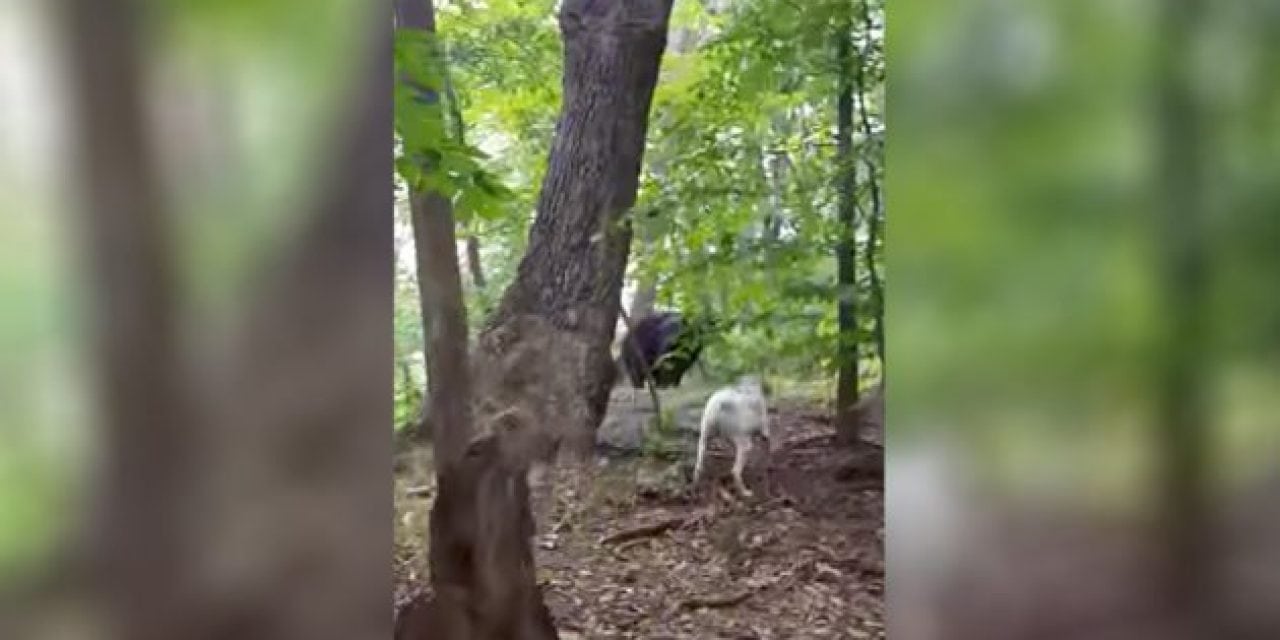 Dog Chases Away a Bear, ‘Cause He’s Just Doing His Job