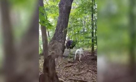 Dog Chases Away a Bear, ‘Cause He’s Just Doing His Job