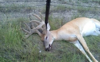 EHD Outbreak Kills Hundreds of Deer in Tennessee