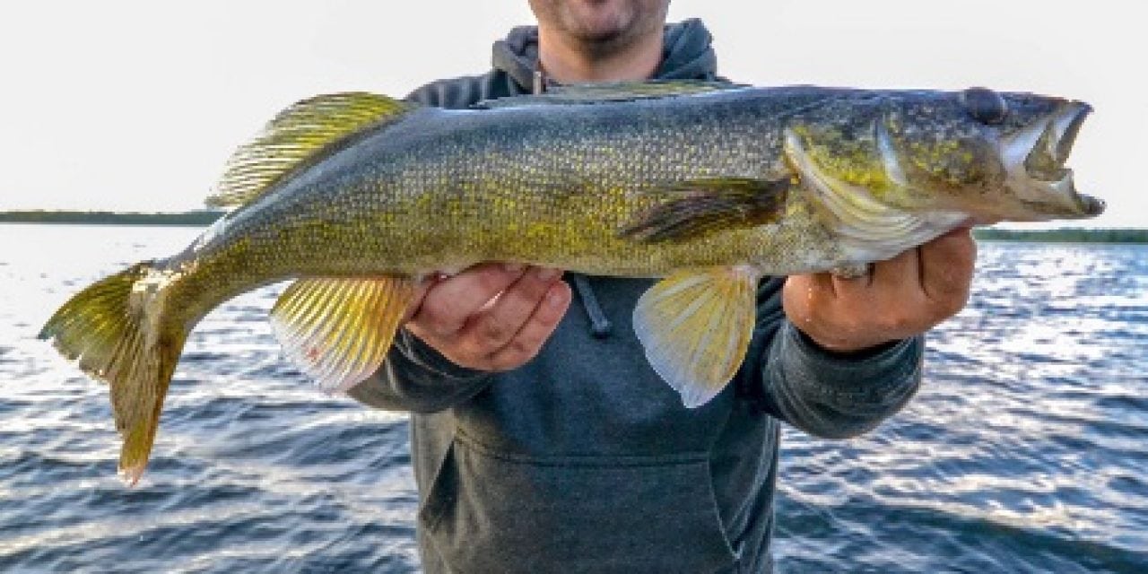 Favorite Weedy Walleye Tactic