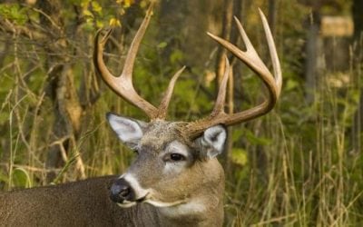 Film Crew Cited for Using Bait