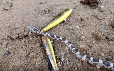 Fishing Experiment: Live Snakes, Frogs and Worms vs. Artificial Bait