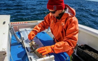 Fishing Industry, NEFSC Team Up for Gulf of Maine Commercial Longline Fishing Study