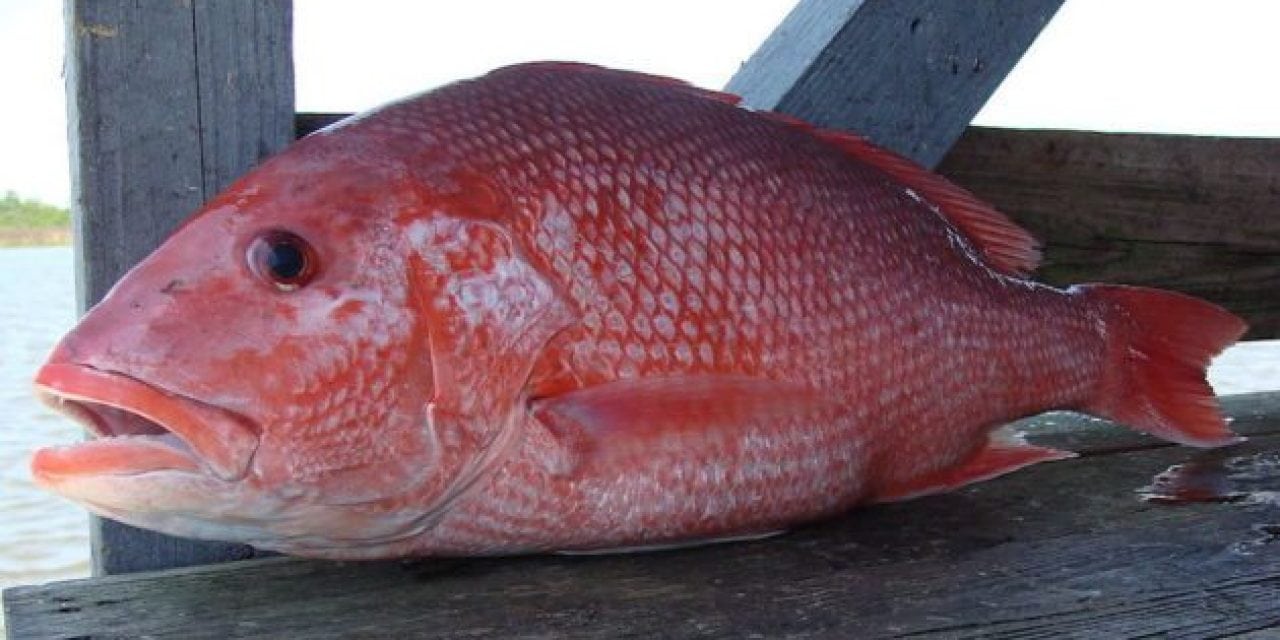 Florida’s East Coast to Get First Red Snapper Fishing in Over a Year