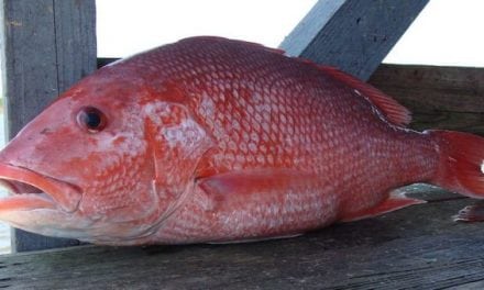 Florida’s East Coast to Get First Red Snapper Fishing in Over a Year