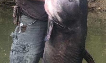 Georgia’s New State Record Blue Cat By 12 Pounds