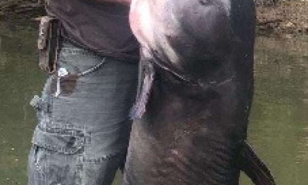 Georgia’s New State Record Blue Cat By 12 Pounds