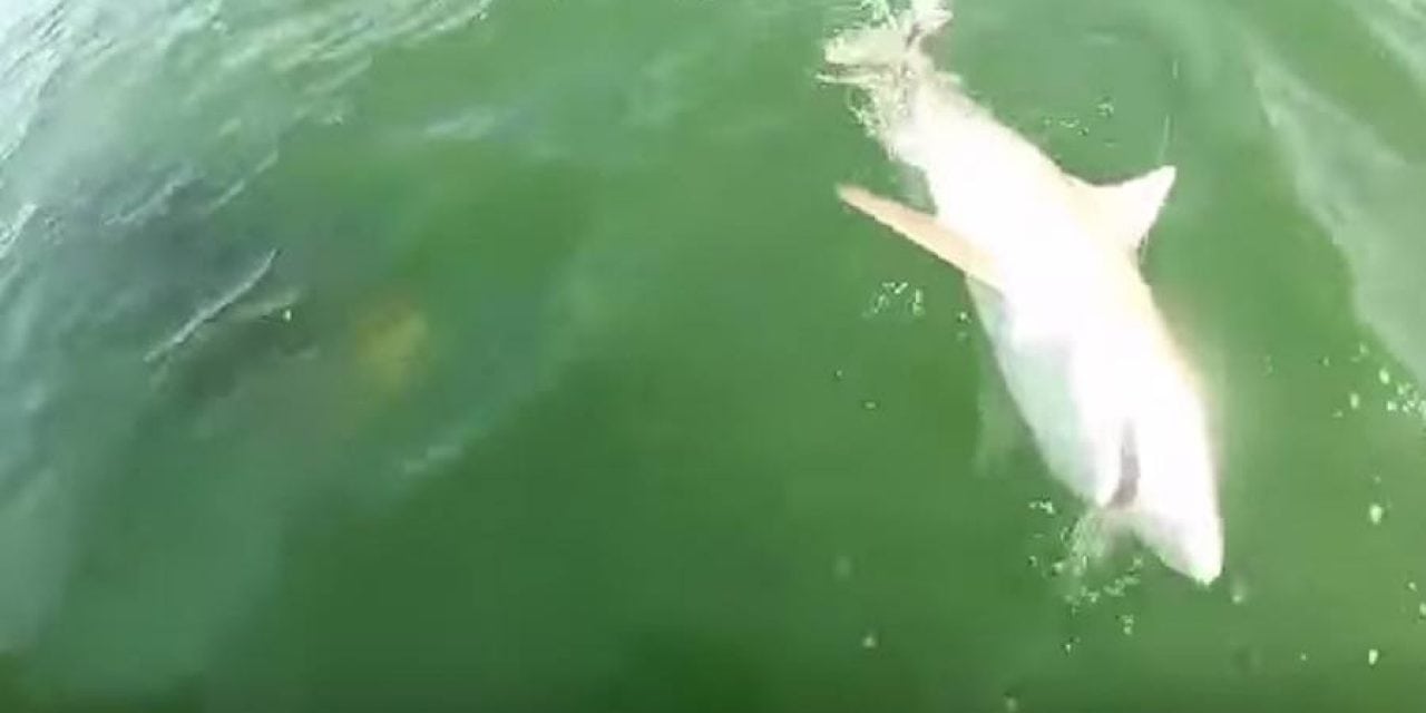 Giant Grouper Absolutely Crushes 4-Foot Shark