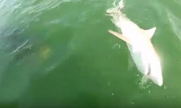 Giant Grouper Absolutely Crushes 4-Foot Shark