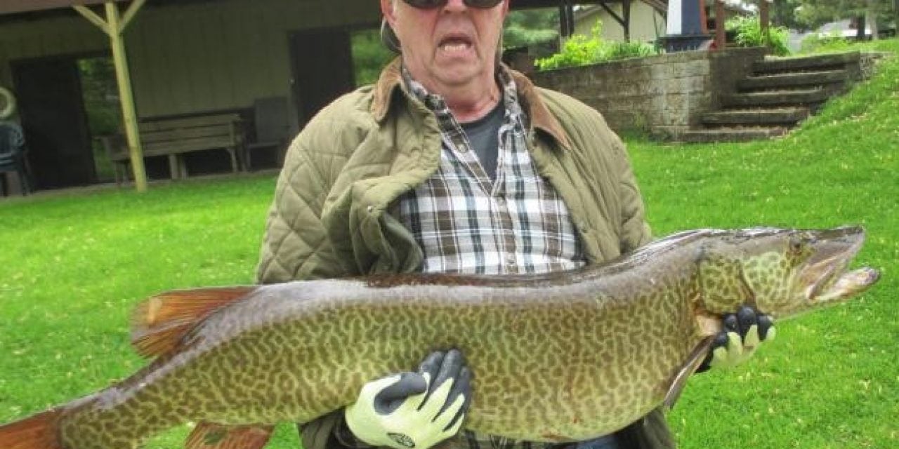 Giant Record Tiger Musky Taken On Goose Lake in Illinois