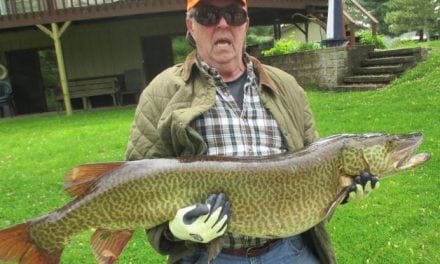 Giant Record Tiger Musky Taken On Goose Lake in Illinois