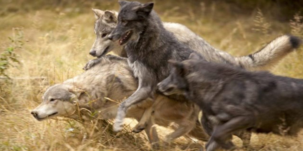 Grouse Hunter and His Dog Threatened By Pack of Wolves