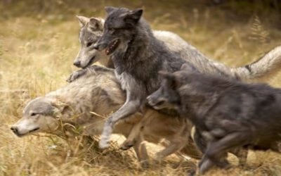 Grouse Hunter and His Dog Threatened By Pack of Wolves
